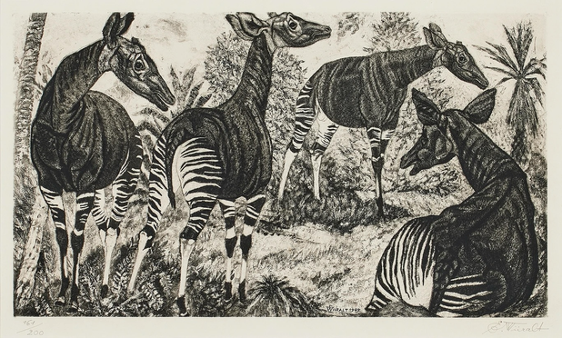 monochrome print in landscape orientation, illustration of a herd of four okapis in a jungle landscape