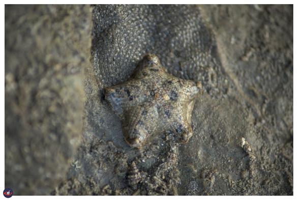 a 5 pointed star fish in the intertidal zone. next to snail eggs (the bubble wrap texture) giving it a halo of sorts.