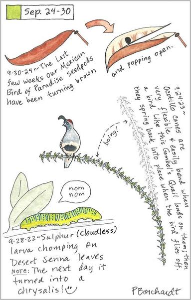 My 2024 Perpetual Journal watercolor and pen art of Mexican Bird of Paradise seedpods; my 2023 Perpetual Journal watercolor and pen art of a Gambel's Quail on an Ocotillo cane; & my 2022 Perpetual Journal watercolor and pen art of a Cloudless Sulphur larva chomping a Desert Senna plant.