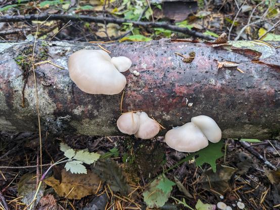 Oyster mushrooms growing on a fallen log
