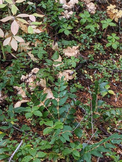 White chanterelles peeking out from behind some Oregon grape and other ground cover.