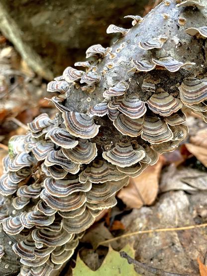Image of a tree branch covered in layered, striped Turkey Tail Fungus (Trametes versicolor). The foreground displays numerous fan-shaped mushrooms with brown and white stripes. Background features blurred leaves and natural forest debris.