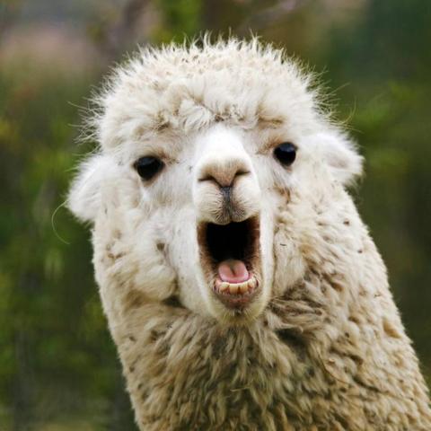 A portrait picture of a dirty white Llama with mouth open... "Drama Llama" find in images