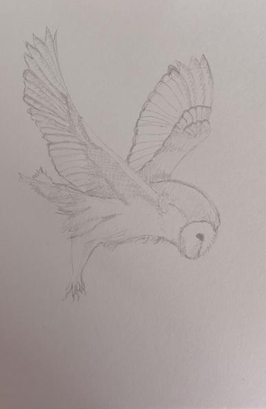 Pencil sketch of an owl in flight