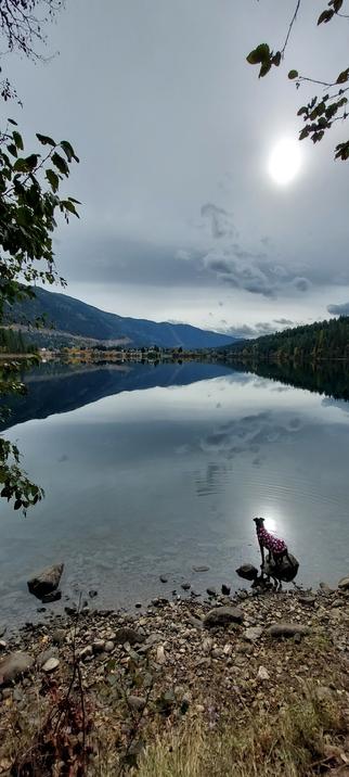 A river in silvery light laid out before a young dog in a pink jacket gazing out from shore. The reflection of the sun surrounds her head like a halo
