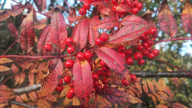 Bright red autumnal berries, surrounded by darker red and copper leaves