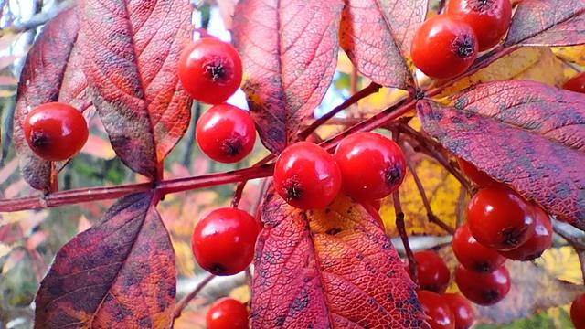 Close up of bright red autumnal berries, surrounded by darker red and copper leaves
