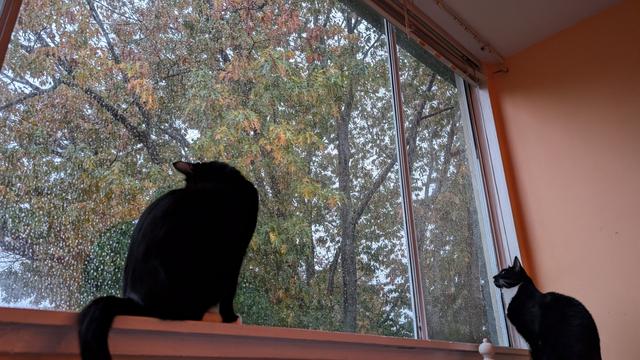 Photo of two black and white cats sitting on the windowsill looking at the rainstorm and trees outside