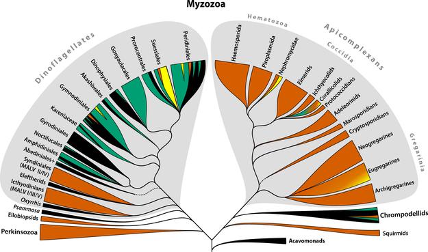 schematic evolutionary tree of a group of microbes