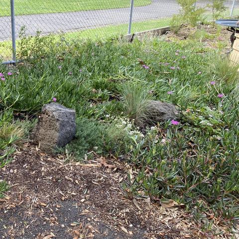 Fenced area, thick with flowering ground cover plants growing around volcanic rocks