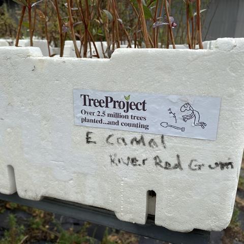 Polybox of River Red Gum seedlings, with a TreeProject sticker showing a Leunig cartoon, and with a caption saying "Over 2.5 million trees planted ...and counting"