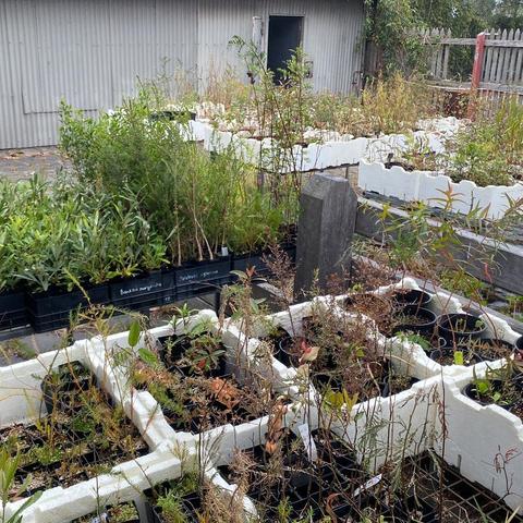 Rows of polystyrene boxes each containing a different indigenous tubestock