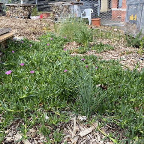 Flowering ground cover plants and grasses, growing on an area covered with wood mulch
