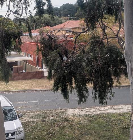 Two Red-tailed Black Cockatoos making a mess in Perth, Western Australia.