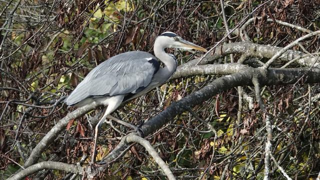 A grey heron, facing towards right, climbing up the branch of a tree. The bird is compact, and has long legs, and is white, with a hooded grey back and body. Behind are green and brown twigs and branches.