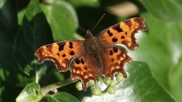 A comma butterfly, facing upwards in the picture, feeding on green ivy leaves. It has a furry brown body, long brown antennae, and orange wings with brown specks and tips.