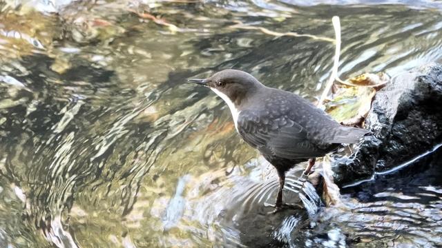 A dipper bird standing beside a rock to the right looking left over a river full of green, grey, yellow and white water swirls. The bird has a dark brown body, with details of feathers on it. Its neck and chest are white.