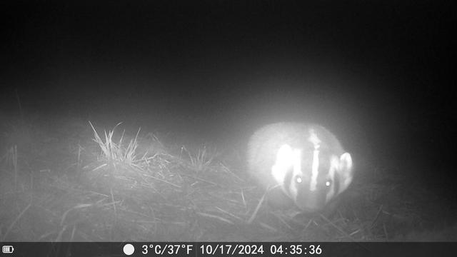 Night time wildlife cam photo of a badger. It is facing the camera. It has a pointed head with a white stripe down the middle with dark stripes on either side and more white on either side of that. You can see the stripe from tip of nose to ab out mid shoulder. Its ears are up and its body is wide and low to the ground. You can see some of the field grass around it.
