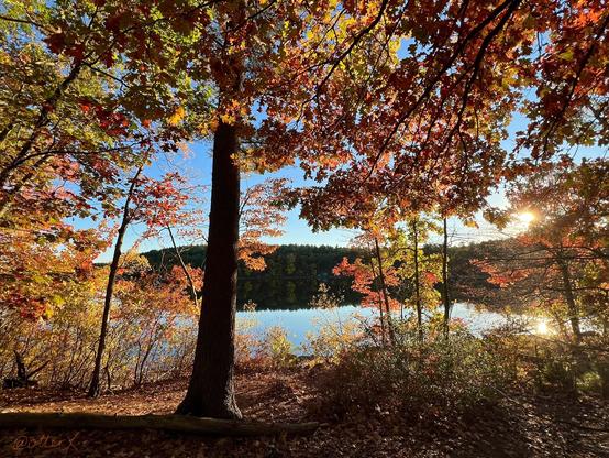 Picturesque fall scene at the reservoir, the sun shines lighting up the turning leaves, the clearest blue sky reflecting on the water’s surface. The photo cannot do justice.