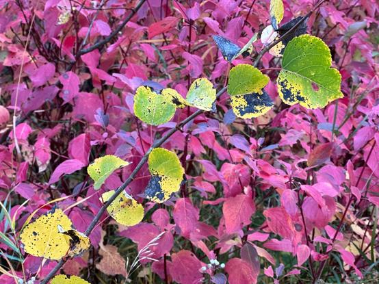 Diagonal brancg of  aspen leaves showig signs of autumn change, running from botom left to top right against a blurred background of soft colored contrasting color dog wood leavs
