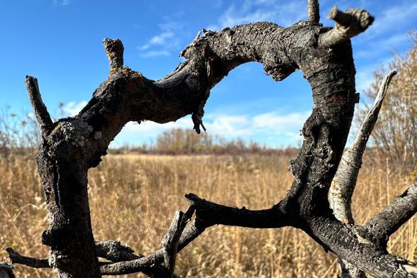 A curved shaped bare branch almost in the shape of a pir of glasss frames a view of a field of tall grass and beyond, a stand of trees