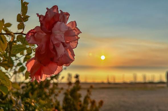 Profile in early morning light of a blooming large rose that is appearing to be calling to the rising sun in the background.