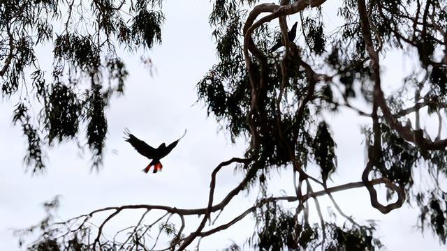 Red-tailed Black Cockatoo in flight in Perth, Western Australia.