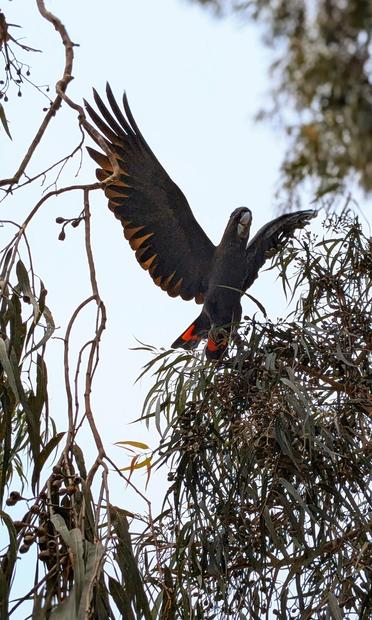 Red-tailed Black Cockatoo in Perth, Australia