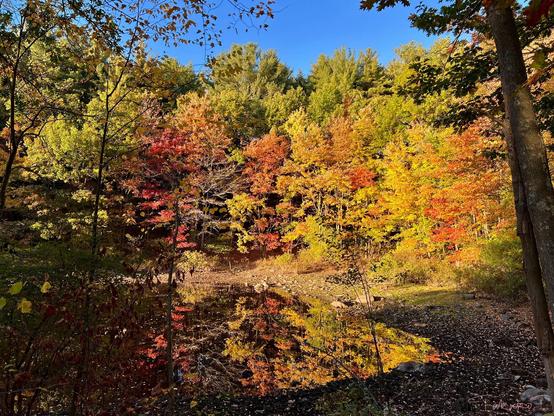 Picturesque autumn scene at the edge of the reservoir where the curved muddy shore is decorated with bright colors of yellow, orange and green leaves. And the colors are reflecting on the mirror-like water’s surface. The sky is clear and blue. What a beautiful day!