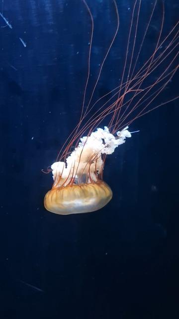 Alt text by Bing:
The image features a single jellyfish, centrally positioned against a deep blue background. The jellyfish has a translucent, bell-shaped body with a warm, amber hue at the top that fades into a pale cream color towards the bottom. Extending from the bell are numerous long, thin tentacles and oral arms that appear reddish-brown and are elegantly trailing behind as it moves. The creature is captured in mid-motion, giving a sense of its graceful, floating movement through water. There are some minor scratches and reflections on the surface of the enclosure, suggesting this jellyfish is being observed in an aquarium setting.