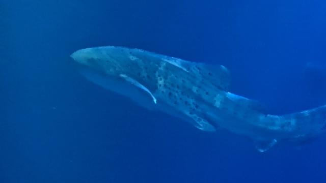 Alt text by Bing:
A Leopard shark is gracefully swimming in a clear blue aquatic environment. The shark’s body is elongated and streamlined, featuring a distinctive pattern of dark spots and saddle-like markings across its back. Its overall coloration is a pale, bluish-gray, which blends seamlessly with the surrounding water. The shark’s dorsal fin is erect and prominent, while its powerful tail fin propels it smoothly through the water. The gills are visible on the side of its head, just behind the eyes, which are not clearly seen due to the angle and lighting. This image captures the elegance and beauty of the Leopard shark as it navigates its underwater habitat, showcasing its adaptation to marine life.
