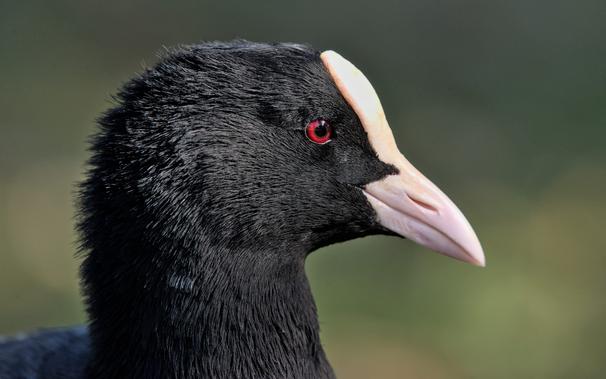 Photo de la tête d'un oiseau noir, avec un bec blanc prolongé d'une plaque blanche sur le front, et l'iris de l'œil rouge profond. (Foulque macroule)