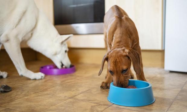 Dos perros comiendo en una imagen de archivo. (Getty Images)