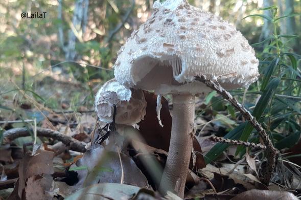 Zwei Schirmpilze im Herbstlaub, bei dem größeren fehlt ein Stück, sodass die Lamellen zu sehen sind.