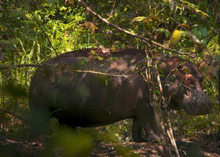 A hippopotamus in the Colombian jungle, possibly thinking back to the days when he worked for Pablo Escobar