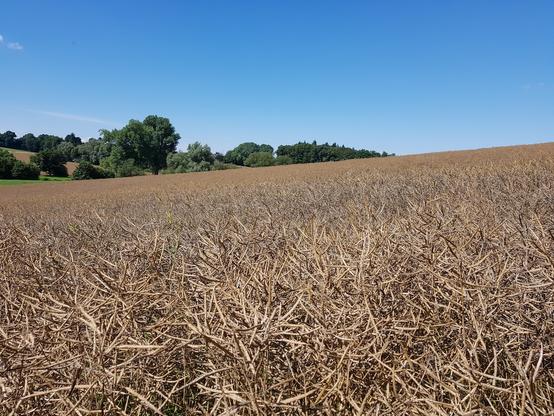 Erntereifes Rapsfeld, blauer Himmel, Sommer. Im Hintergrund parkähnliche Landschaft.
