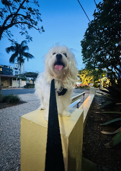 Rocky is looking at the camera with his tongue out, with trees lit up by lights in the background. It is early in the evening,
