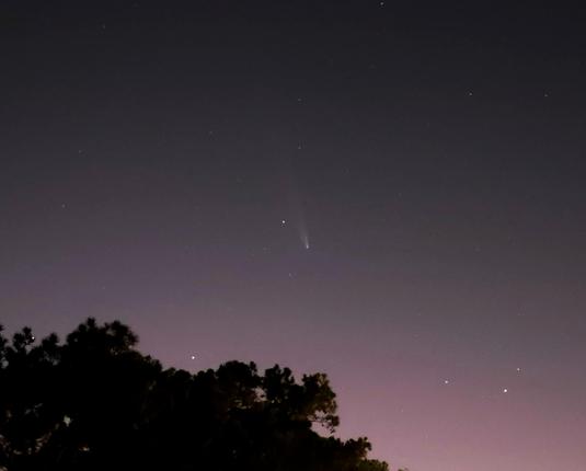 A photo of the sky shortly after sunset with some fading pink left in the west. A lot of lower sky is blocked by the dark silhouette of a tree. There is a very light sprinkling of stars. Near the center is a faint long-tailed comet. This is Comet A3 as seen by my Samsung Galaxy S24 Ultra. The comet is no longer naked eye visible in my location. Photo by Peachfront. Oct. 19, 2024.
