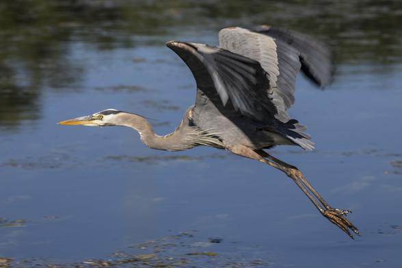 A great blue heron in flight above water, showcasing its long legs and flapping wings spread wide. The background features a reflective water surface with hints of vegetation.
