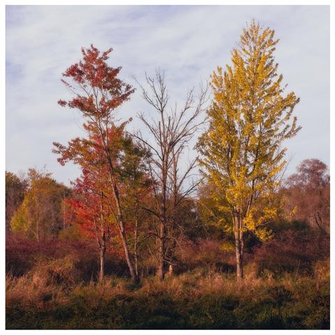 Three trees showing off their autumn colours (red and yellow.)
