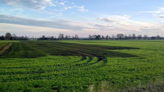 Aussicht in eine weite offene Landschaft. In der unteren Bildhälfte eine große kräftig grün leuchtende Grünlandfläche. Darauf sind links dunkle Verfärbungen durch Gülle sowie Fahrspuren von landwirtschaftlichen Geräten zu sehen. Die Übergänge zwischen den grünen und dunklen Flächen sind deutlich und gerade, wie mit einem Lineal gezogen. Der Himmel im oberen Bildbereich ist von einer horizontalen Linie aus Bäumen, Büschen, Windrädern und Strommasten getrennt. Am hellblauen Himmel hängen oben vereinzelt lockere Wolken die sich in der Ferne zunehmend zu einem geschlossenen, rotstichigen Grau verdichten.