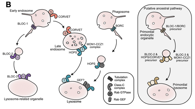 diagram of molecular interaction among organelles in a cell