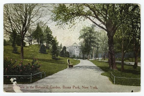 The image is a vintage postcard depicting an outdoor scene in the Botanical Garden at Bronx Park, New York. It shows a well-maintained pathway winding through lush greenery with various trees and shrubs on either side. The path leads to a grand building in the distance, which appears as if it could be part of the park's infrastructure or possibly a botanical museum. There are benches along the sides for visitors to rest. In the foreground, there is a flowering bush with pink blossoms adding color contrast against the greenery. The text on the postcard reads "View in the Botanical Garden, Bronx Park, New York," indicating that this image was likely taken as part of a series showcasing different views within the park's botanical garden area.