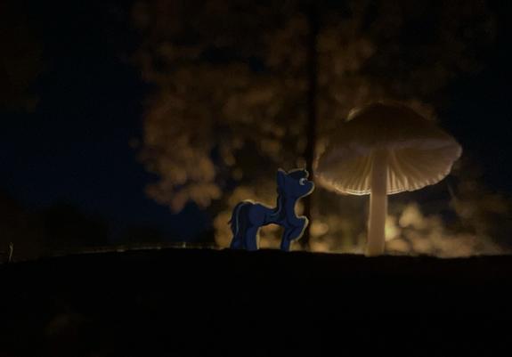 A photo of a backlit mushroom with a pony digitally drawn in.