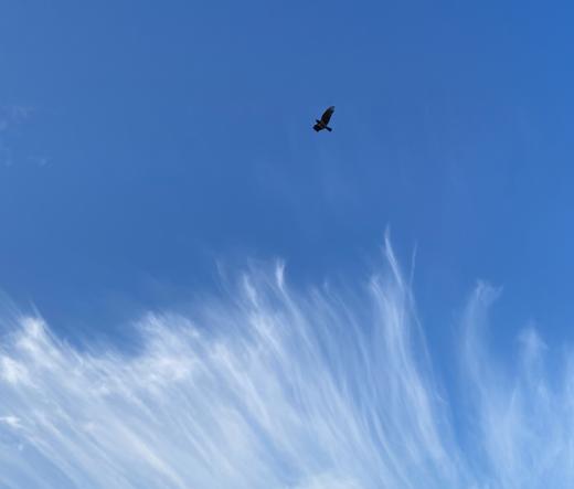 Cirruswolken. Eine Nebelkrähe fliegt hoch oben am Himmel.