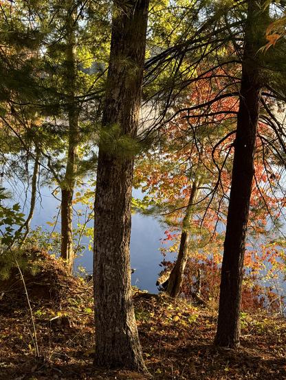 Another shot from the same location, with several large tree trunks in front of the lake, some pine boughs and a very attractive red maple tree right down in the water.  The water is a flat grey blue from this angle.  The sun has lit everything up in an attractive backlight.