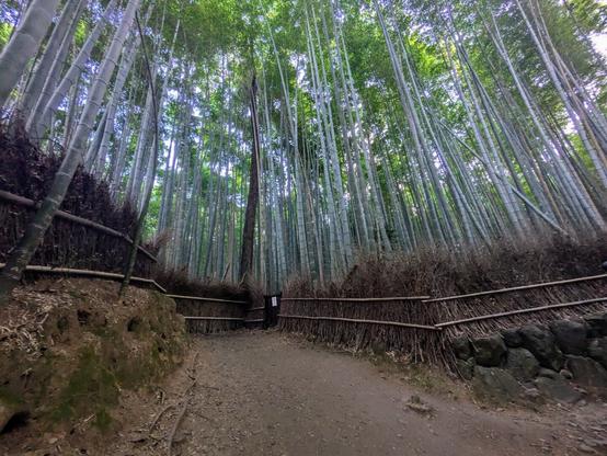A bamboo forest in the late evening, taken from the road