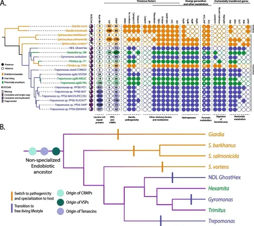 a graophic from the paper showing presence and absence of various genes in multiple species of microbes and a simplified evolutionary tree