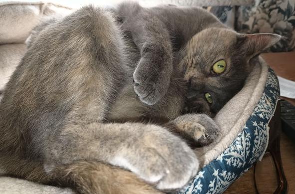 A dilute tortoiseshell cat, with fur in muted tones of grey, orange and white, is lying on her side with her head down in a turquoise and white cat bed.  She has big greenish yellow eyes that are looking towards the camera.