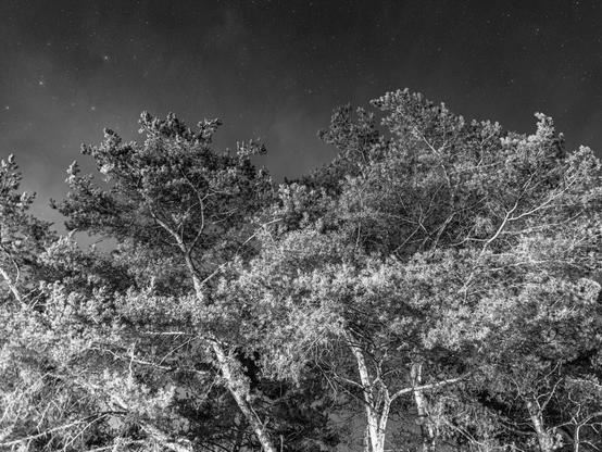 A black and white image of tall trees silhouetted against a starry night sky. The branches and foliage are distinct, emphasizing the contrast between the trees and the background.

Czarno-biały obraz wysokich drzew sylwetkowych na tle gwiaździstego nocnego nieba. Gałęzie i liście są wyraźne, podkreślając kontrast między drzewami a tłem.